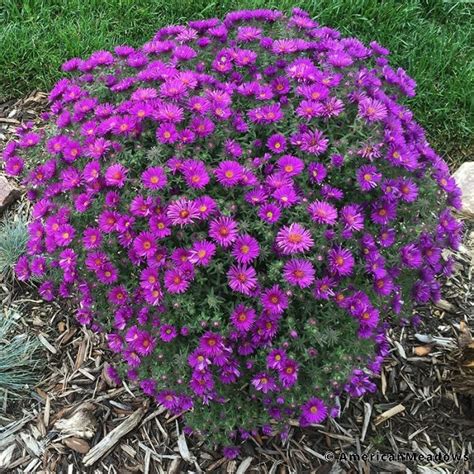 Purple Dome New England Aster High Country Gardens Purple Flowering