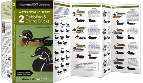 Waterfowl Id Series 2 Dabbling And Diving Ducks Pocket Guide