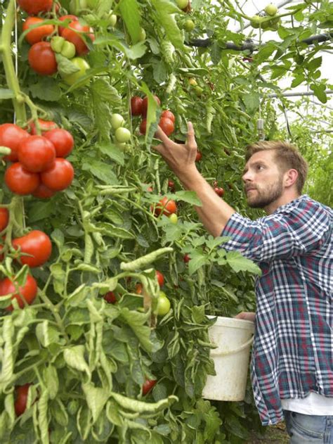 How To Harvest Tomatoes My Home Garden