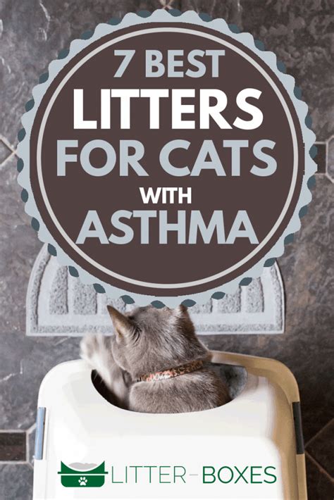 7 Best Litters For Cats With Asthma