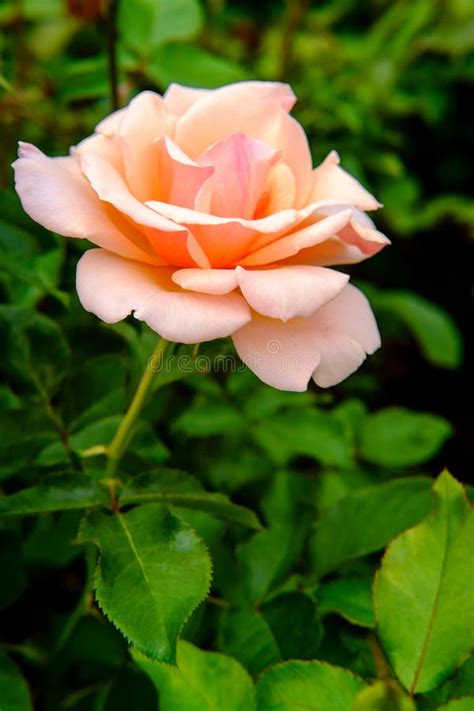 Pink Floribunda Rose Stock Image Image Of Botanical 130636473