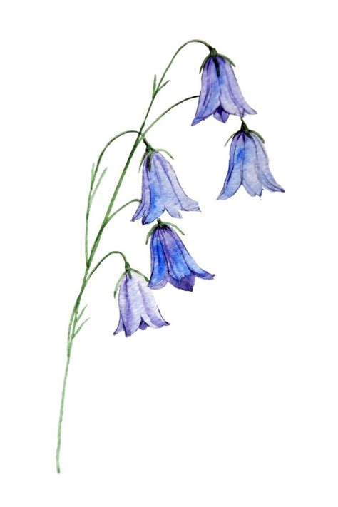 Bluebell Drawing Flower Drawing Watercolor Flower Art Blue Bell Flowers