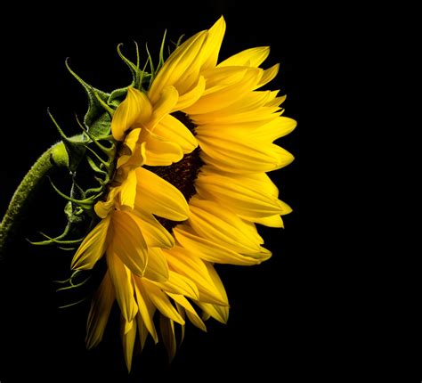 Humming bird hovering near sunflower, good morning. 40 Sunflower Wallpapers for Free HD Image Download