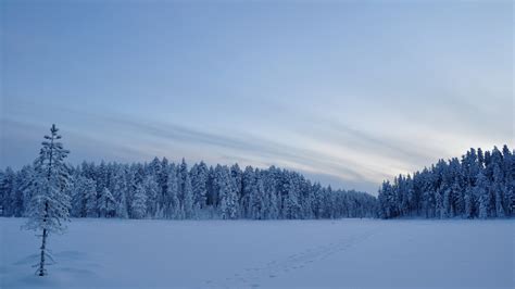1920x1080 1920x1080 Snow Trees Field Winter Coolwallpapersme
