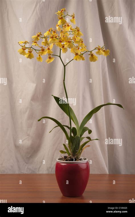 Dancing Lady Orchid Hi Res Stock Photography And Images Alamy