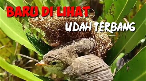 Mencari Sarang Burung Ciblek Sawah Keluar Sarang Youtube