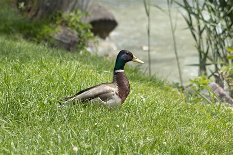 Wild Ducks Teal Duck Mallard Free Photo On Pixabay Pixabay