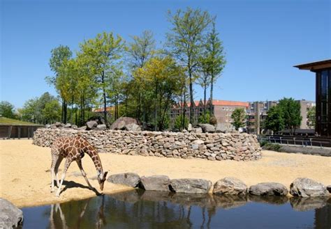 Artis The Oldest Zoo In The Netherlands Heavenly Holland