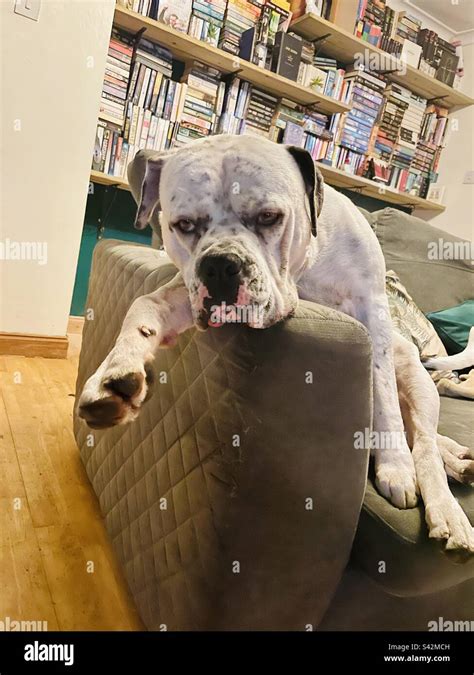 Grumpy Dog Relaxing On Sofa Stock Photo Alamy