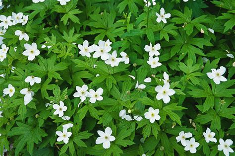 15 Best Ground Cover Plants For Shade Hausette
