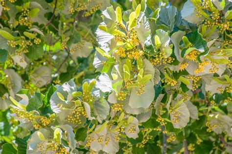 Silver Linden Tree Care And Growing Guide