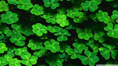 Cute Shamrock Wallpapers Top Free Cute Shamrock Backgrounds