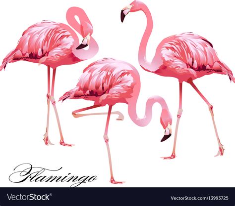 Print Flamingos Royalty Free Vector Image Vectorstock