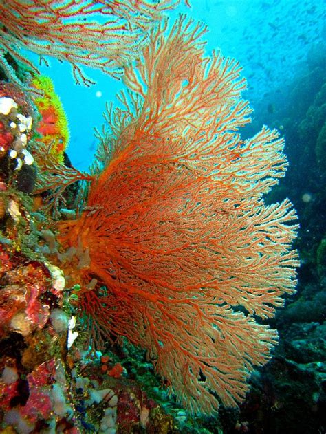 17 Best Images About Sea Fan Pen Reef And Sponge On