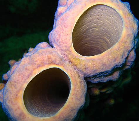Phylum Porifera Sea Sponge Characteristics Reproducution And More