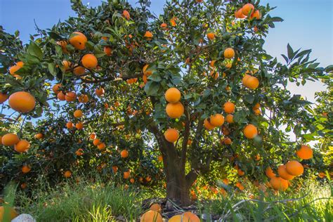 But on the definition page of this site, is shows that naranja can also be for the orange color. 7 beneficios de la naranja valenciana