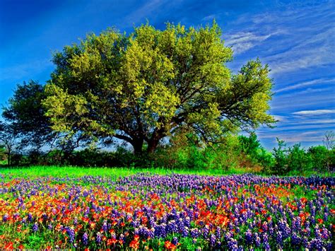 Field Of Flowers Texas Hill Country Scenery Scenery Wallpaper