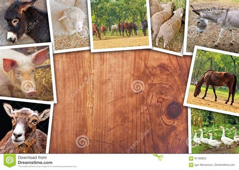 Agriculture And Livestock Collage Photos With Various Animals Stock
