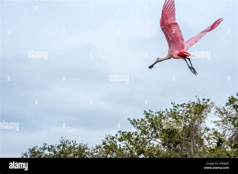 Pink Roseate Spoonbill Platalea Ajaja In Flight Over A Wading Bird