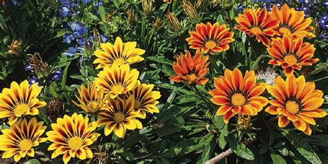 Scopriamo insieme quali sono i dieci fiori estivi più apprezzati e resistenti da coltivare in giardino: Piante Da Bordura Pieno Sole