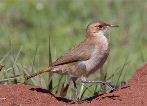 National Bird Of Argentina Whatsanswer