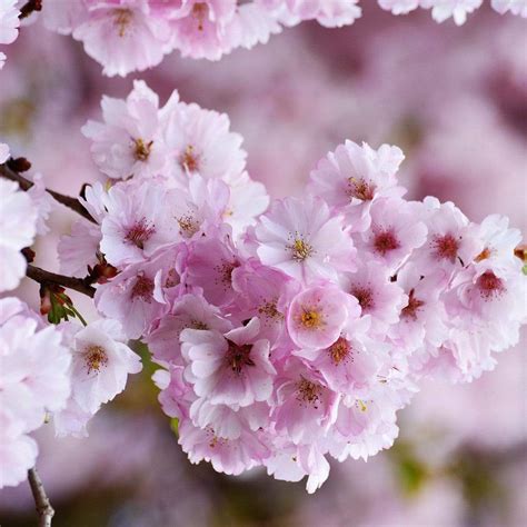 Single Pink Weeping Cherry Blossom Tree Prunus Pendula Rubra Roots