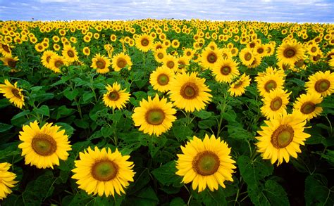 Maybe you would like to learn more about one of these? Magnificent Sunflower Field drawing free image