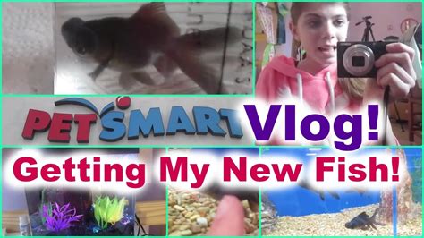 Petsmart Vlog Getting My New Fish Youtube