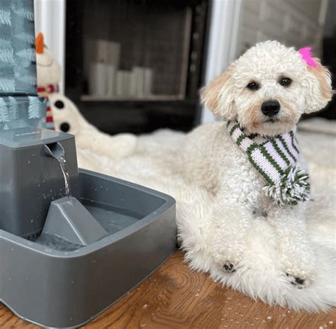 5 Best Dog Water Fountains Australia 2023 Buyers Guide