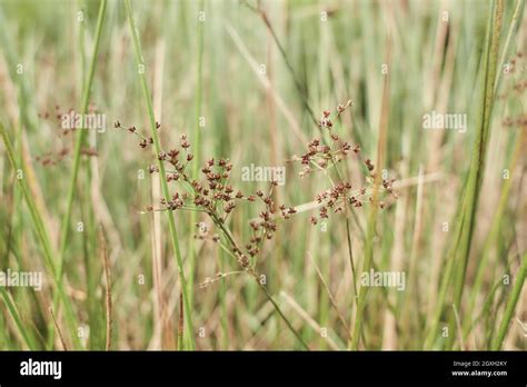 The Meadow Grass Tall Fescue Festuca Partensis In Spring The