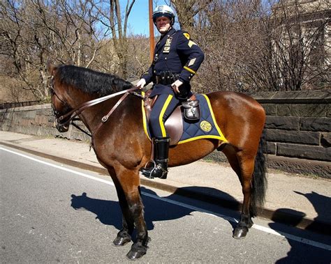 Pmu Nypd Mounted Police Officer On Horseback Central Park New York