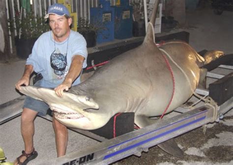 9 Biggest Sharks Ever Caught Total Pro Sports