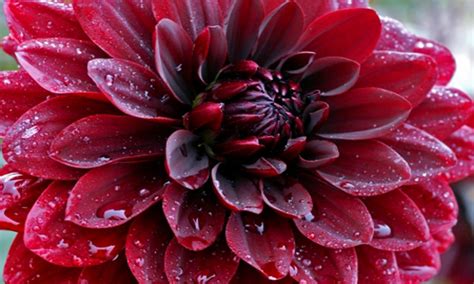 Nature has a calming effect on our mind and brings joy to. Makro Flowers Dahlia Red Flowers Drops Water Hd Wallpaper ...