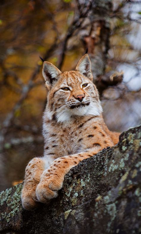 Download Confident Cat Wildlife Lynx Wallpaper 1280x2120 Iphone 6 Plus
