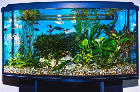 Gallon Fish Tank Dimensions In Feet Ape Aquarium Fish