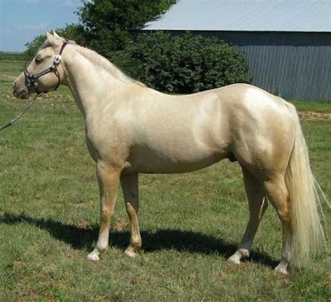 Skyes The Limit Performance Horses Peptocremzemal Creme Son Of
