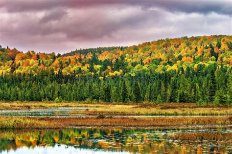 Fall Colors Algonquin Park Ontario Canada Stock Image Image Of