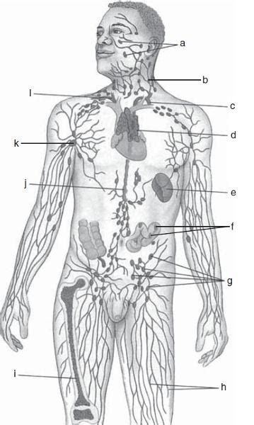 Simple Lymphatic System Diagram Unlabeled Aflam Neeeak