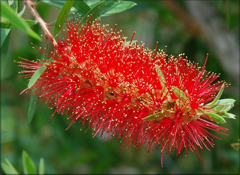 Typical flower of erythrina acanthocarpa flowers in late winter or early spring caudiciform root of seedling. Bottlebrush Tree Callistemon rigidus