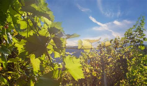Vine With Fresh Young Grape Leaves In The Vineyard Background Stock