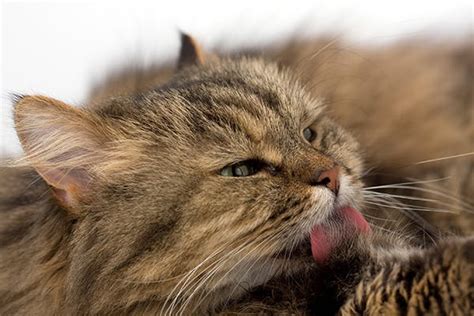 Vaginal Abnormalities In Cats Symptoms Causes Diagnosis Treatment