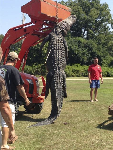 Record Alligator Caught In Mississippi River 2 Cn