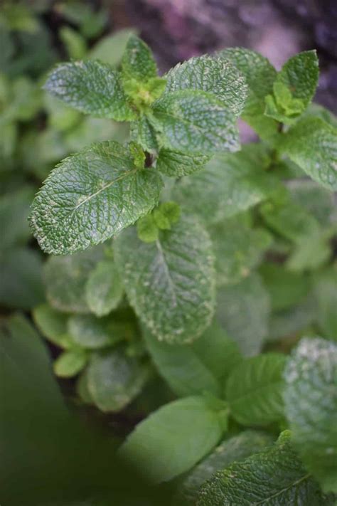 Growing And Harvesting Mint At Home Makergardener