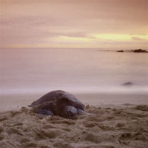 Long Exposure Turtle Turtle Beach North Shore Oahu Ha Flickr