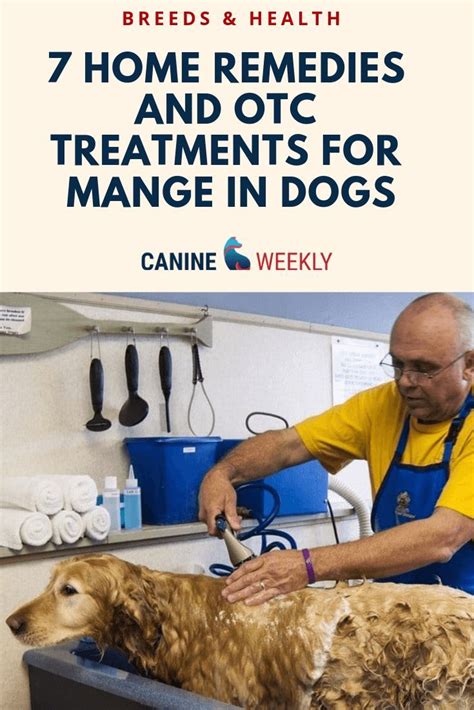 7 Effective Home Remedies For Mange In Dogs Dog Mange Mange