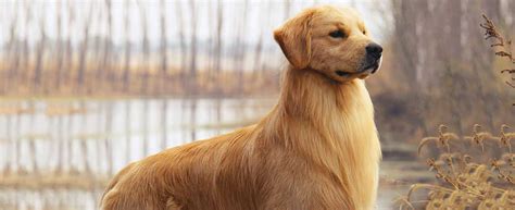 The golden retriever is a large sized, energetic breed, serving as efficient gun dogs used for retrieving waterfowl and game birds. Golden Retriever Dog Breed Profile | Petfinder