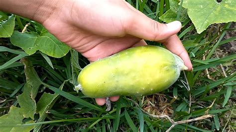 Our First Cucumber Harvest Youtube