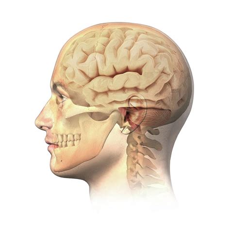 Human Head Anatomy Photograph By Leonello Calvettiscience Photo