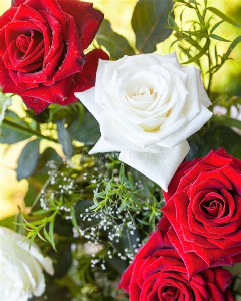 Red And White Rose Flowers Stock Image Image Of Closeup 179750409