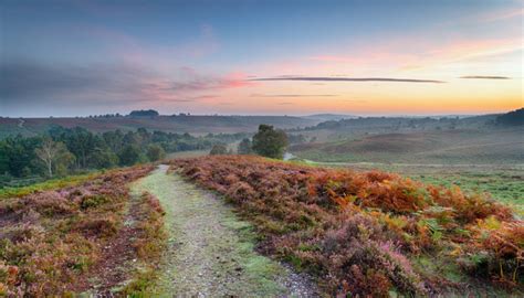 13 Things To Do In The New Forest Snaptrip